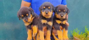 0-1 month Female Purebred Rottweiler