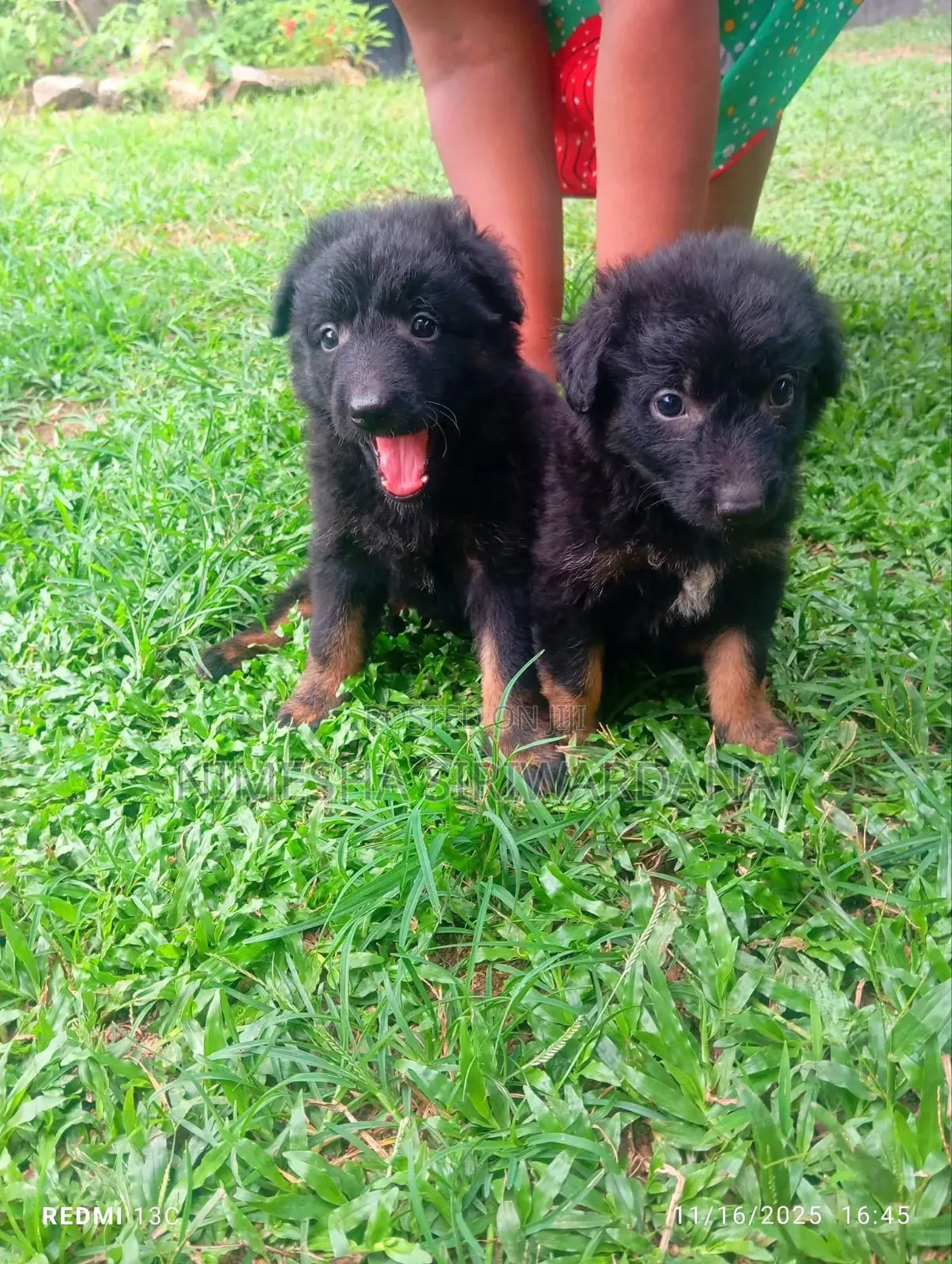 0-1 month Male Purebred German Shepherd