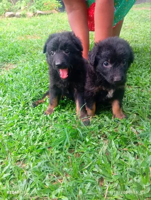 Photo - 0-1 month Male Purebred German Shepherd