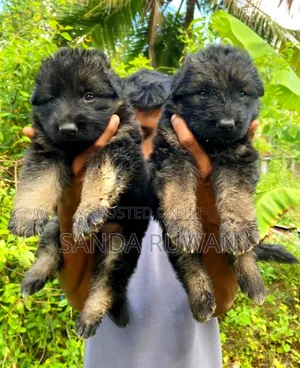 Photo - 0-1 month Male Purebred German Shepherd