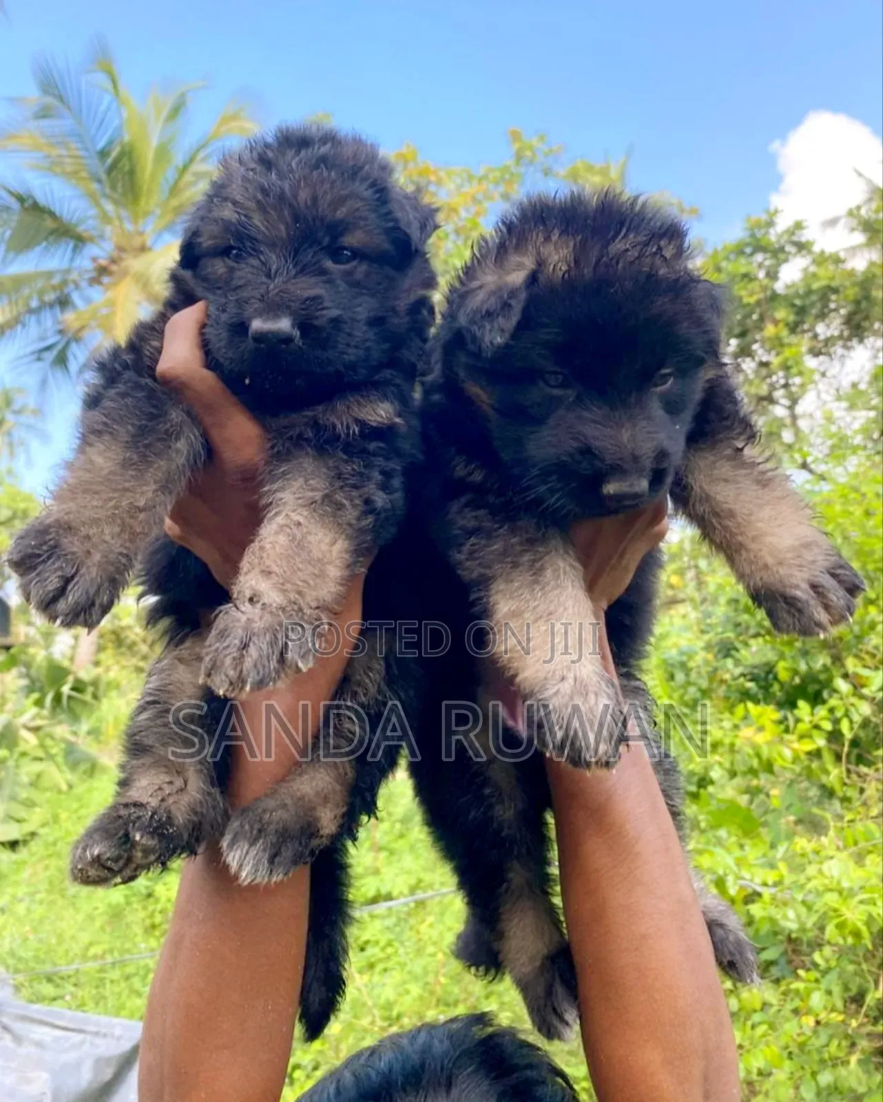 0-1 month Male Purebred German Shepherd