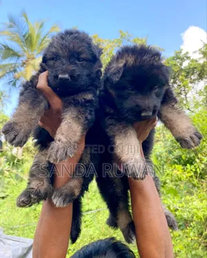 0-1 month Male Purebred German Shepherd