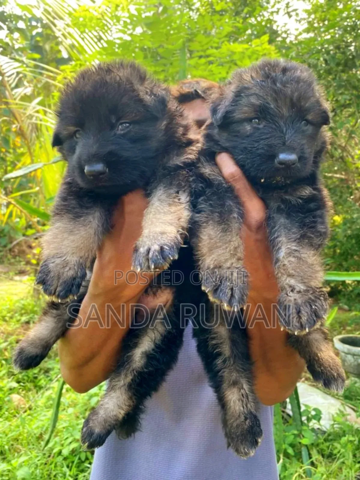 0-1 month Male Purebred German Shepherd