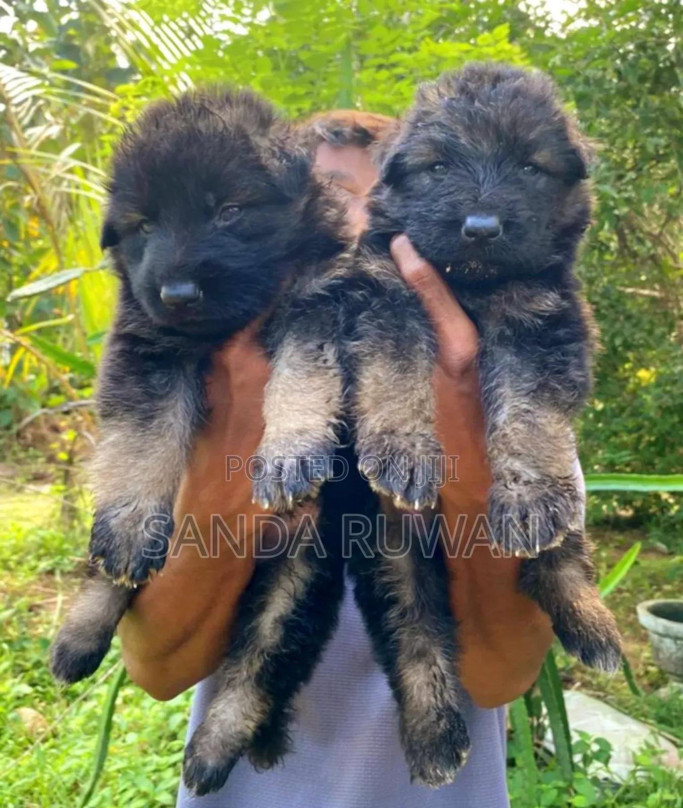 0-1 month Male Purebred German Shepherd