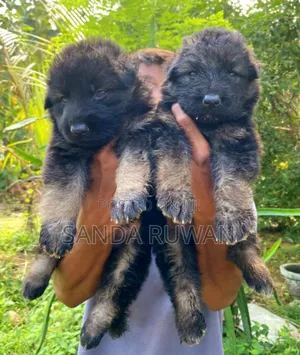0-1 month Male Purebred German Shepherd