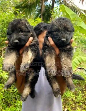 0-1 month Male Purebred German Shepherd