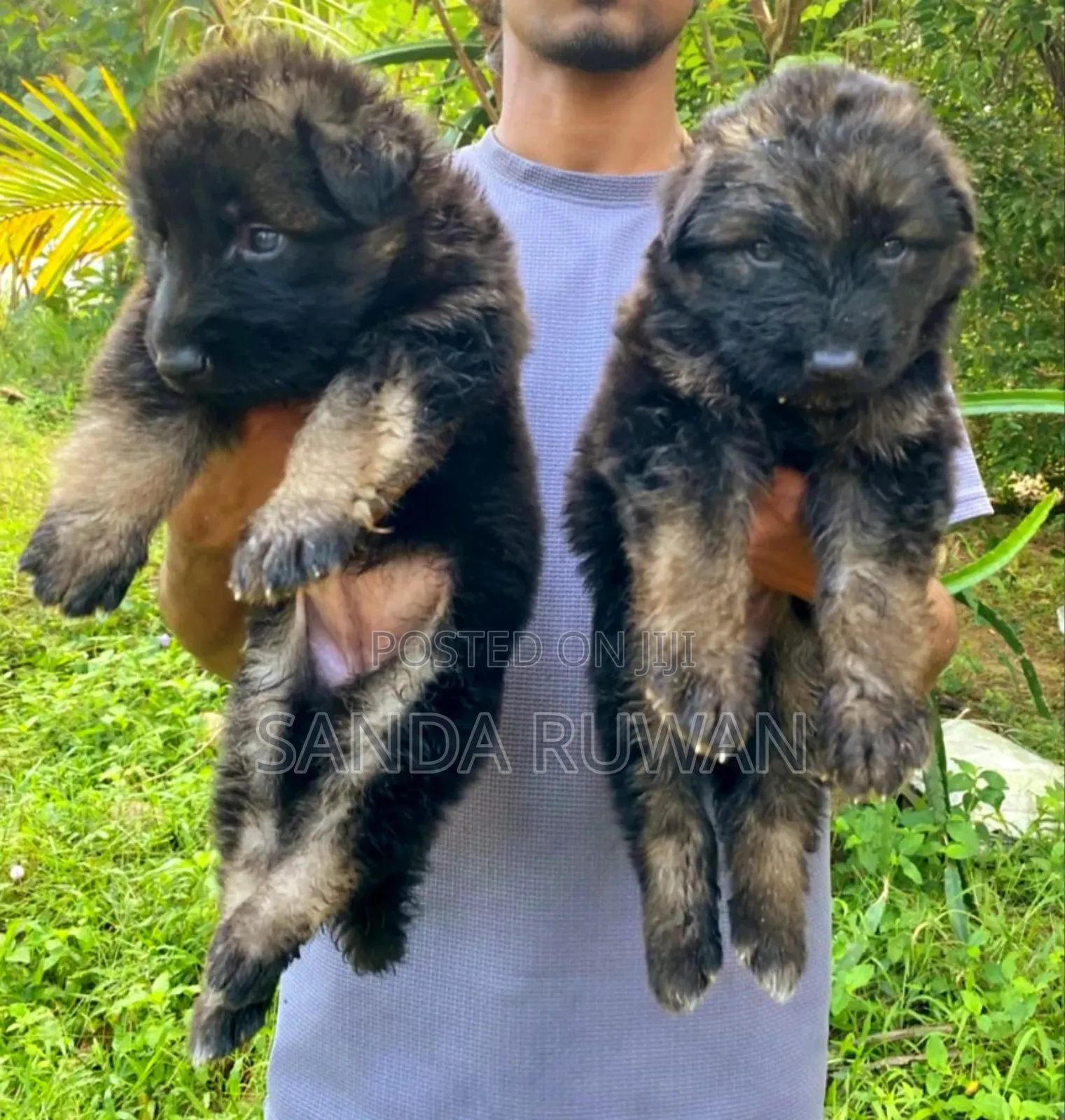 0-1 month Male Purebred German Shepherd