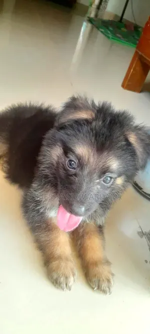 Photo - 0-1 month Male Purebred German Shepherd