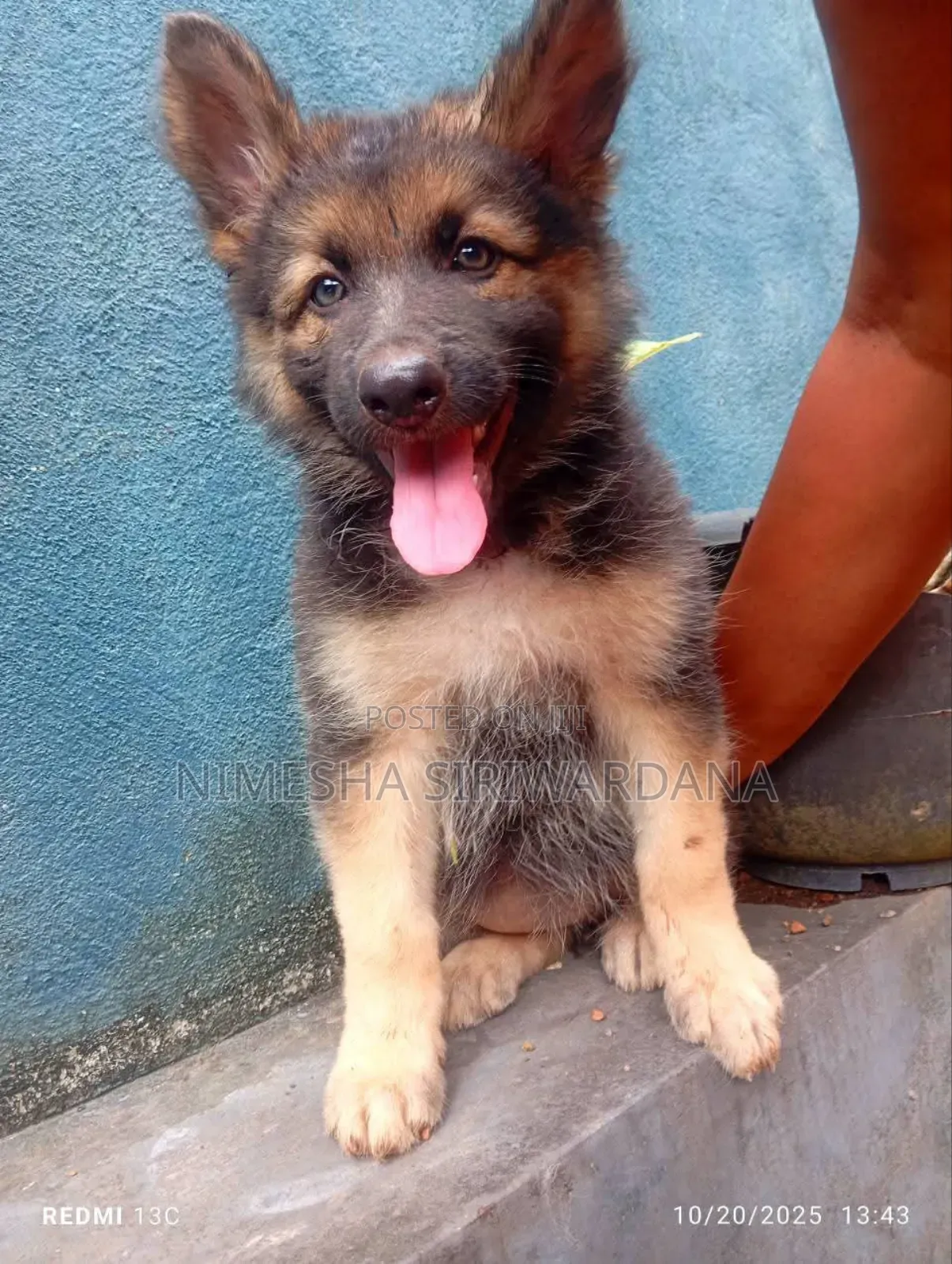 1-3 months Male Purebred German Shepherd