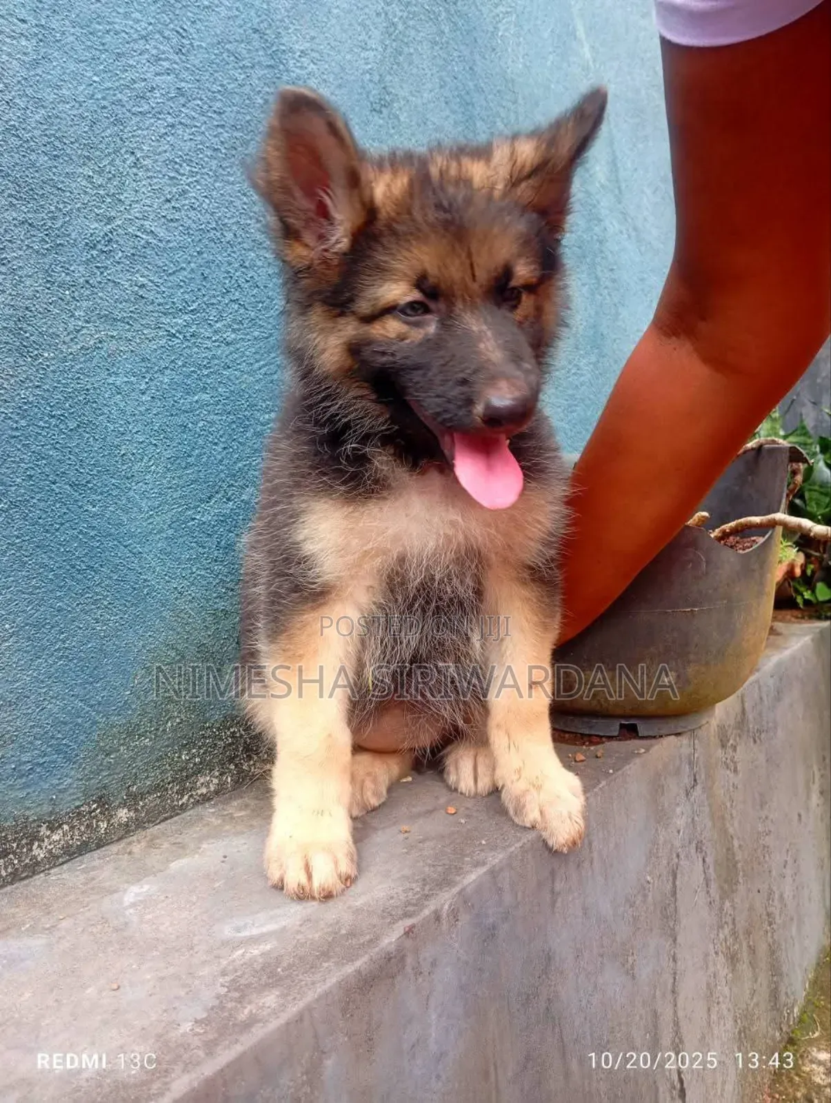 1-3 months Male Purebred German Shepherd