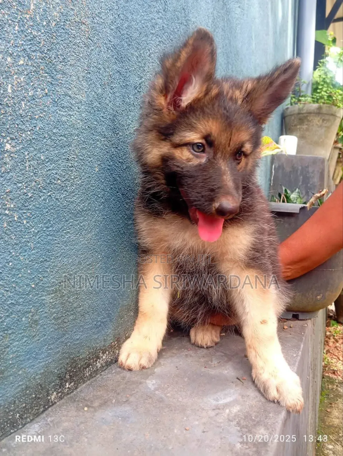1-3 months Male Purebred German Shepherd