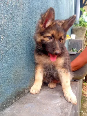 1-3 months Male Purebred German Shepherd