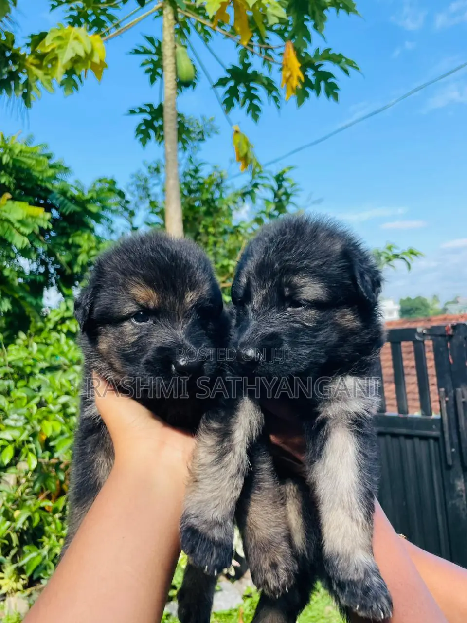 0-1 month Female Purebred German Shepherd