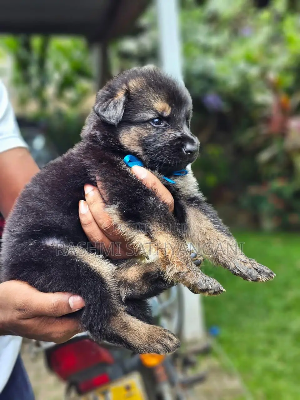 0-1 month Female Purebred German Shepherd
