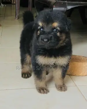 0-1 month Female Purebred German Shepherd