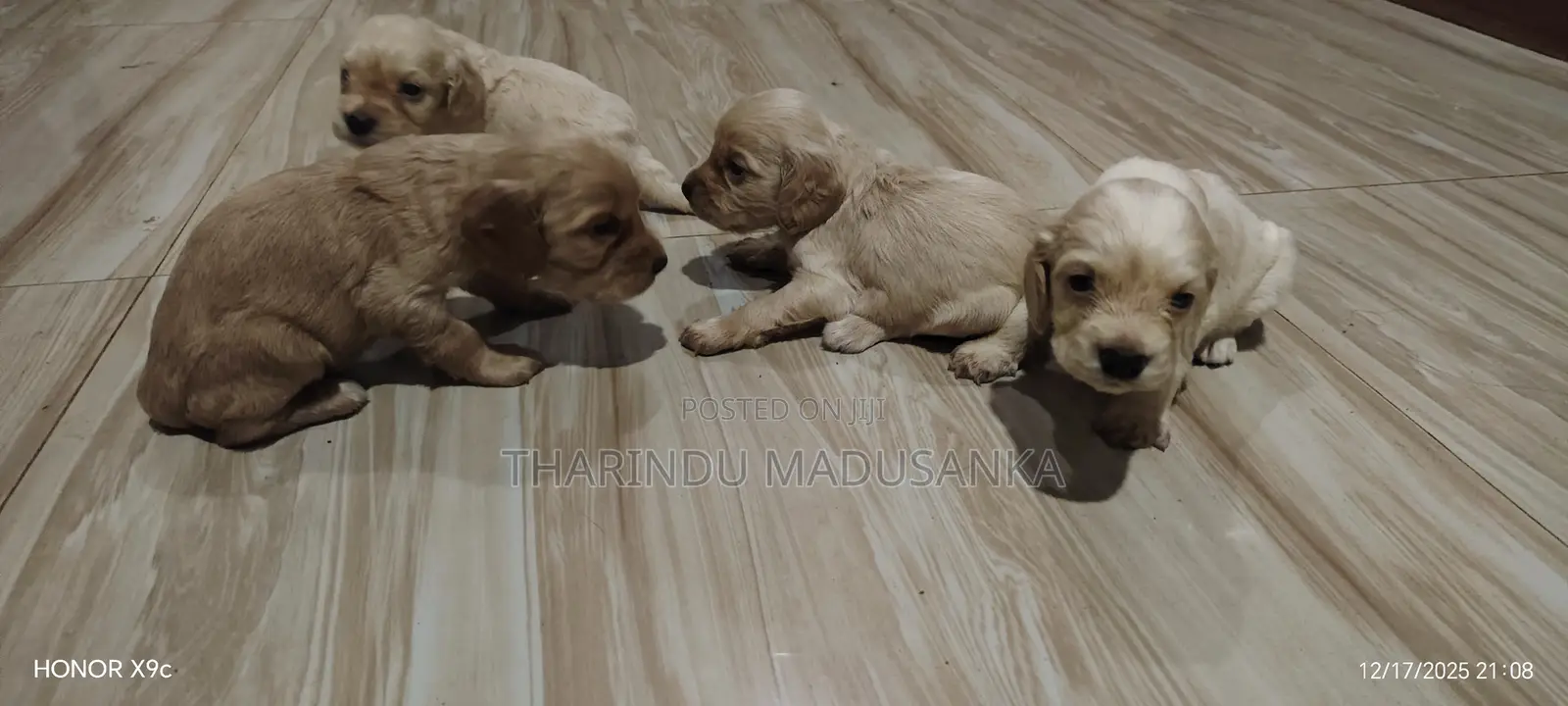 1-3 months Male Purebred Cocker Spaniel