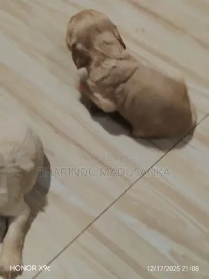 1-3 months Male Purebred Cocker Spaniel