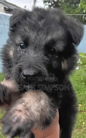 1-3 months Male Purebred German Shepherd