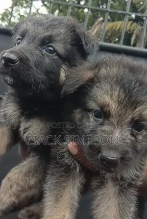 1-3 months Male Purebred German Shepherd
