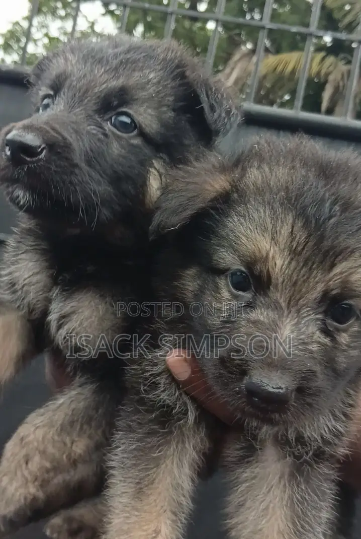 1-3 months Male Purebred German Shepherd