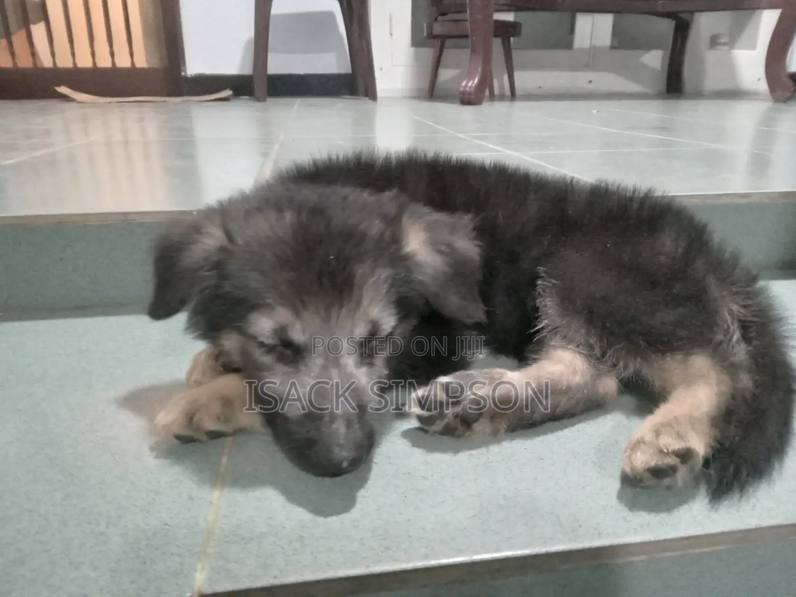 1-3 months Male Purebred German Shepherd