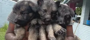 1-3 months Male Purebred German Shepherd