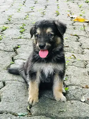 0-1 month Female Mixed Breed German Shepherd