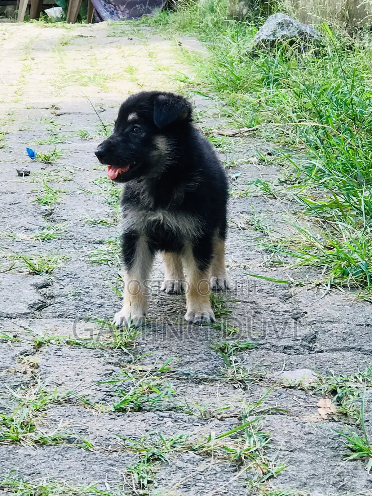 0-1 month Female Mixed Breed German Shepherd