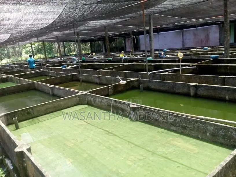 Ornamental Fish Farm for Sale