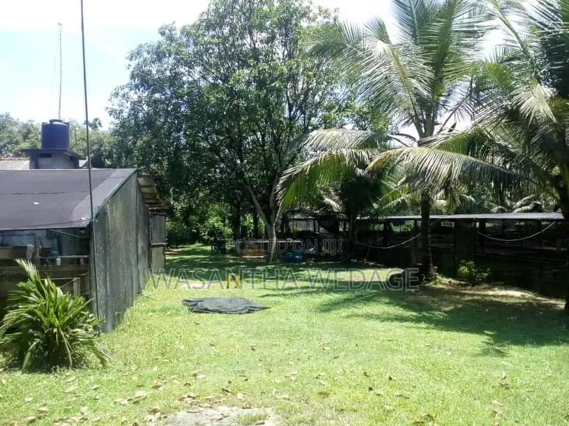 Ornamental Fish Farm for Sale