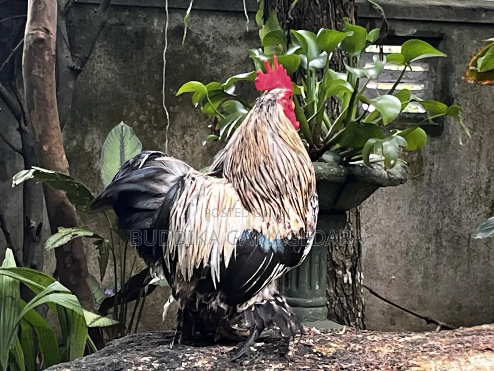 Bantam Chickens