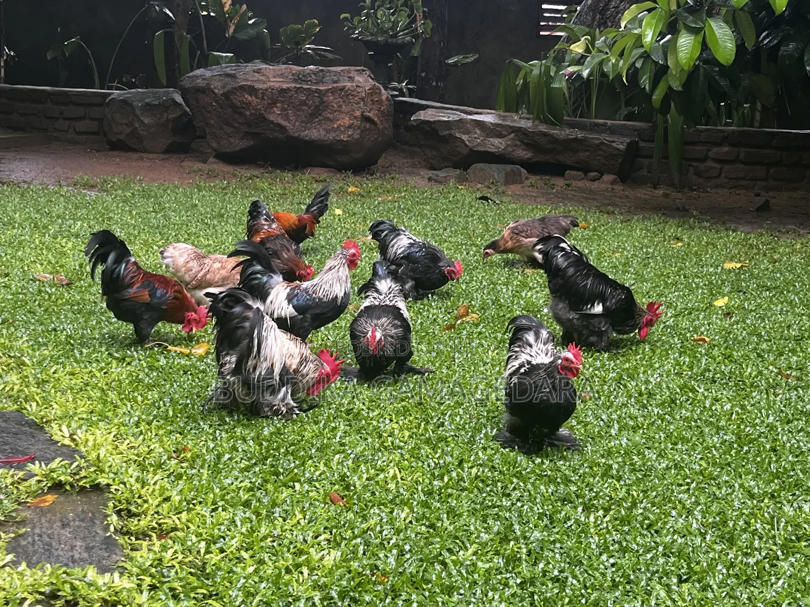 Bantam Chickens