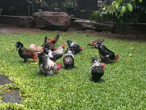 Bantam Chickens