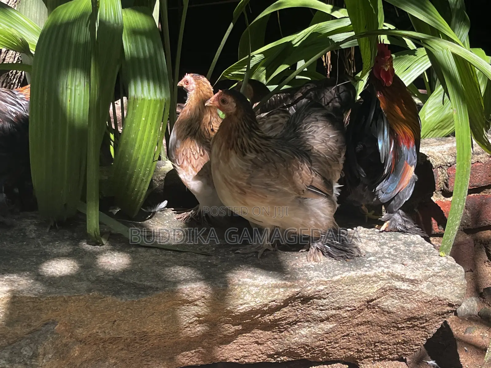 Bantam Chickens