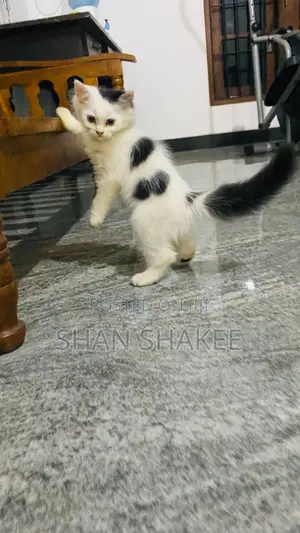 1-3 months Female Purebred Persian