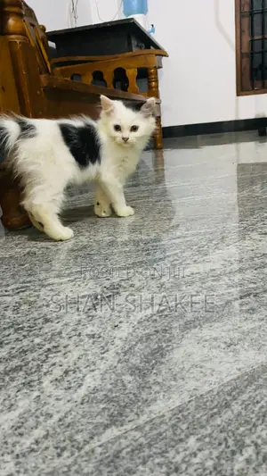 1-3 months Female Purebred Persian