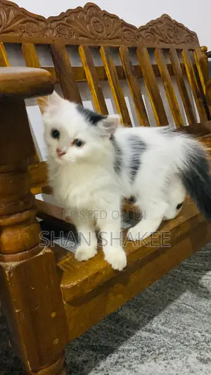 1-3 months Female Purebred Persian