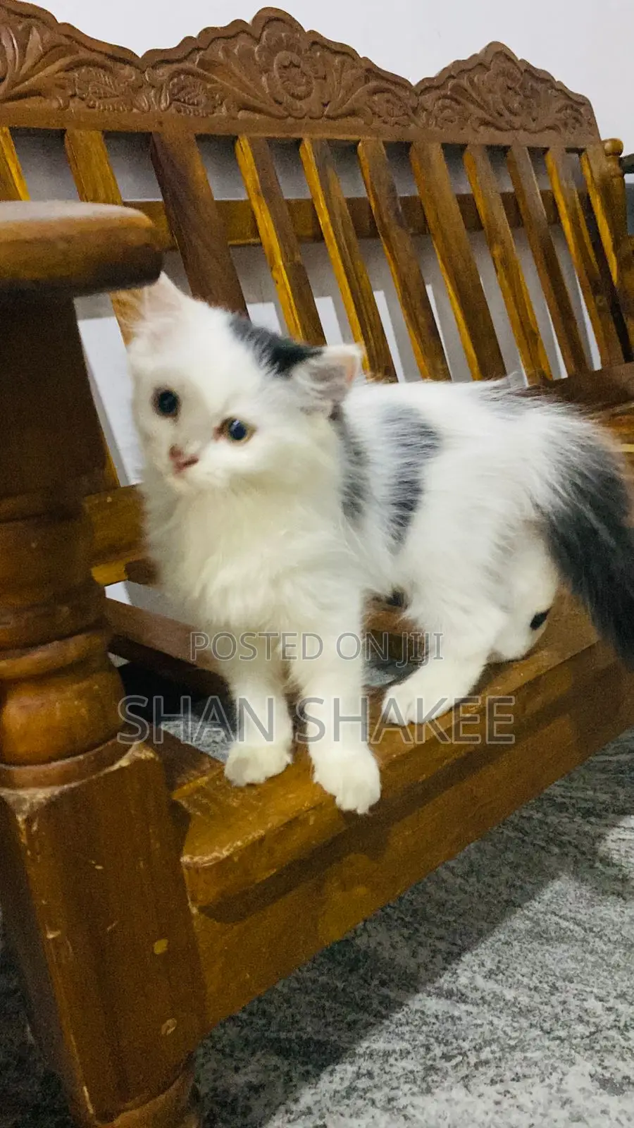 1-3 months Female Purebred Persian