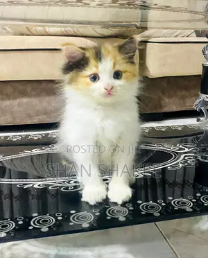 1-3 months Female Purebred Persian