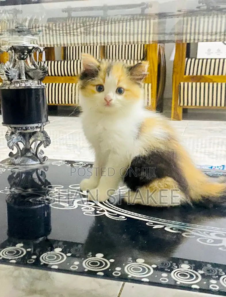 1-3 months Female Purebred Persian