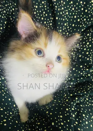 1-3 months Female Purebred Persian
