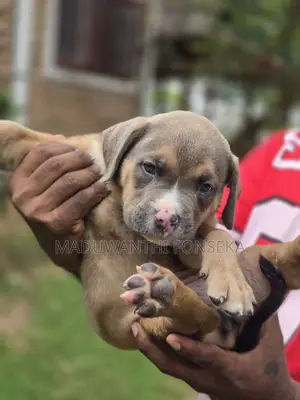 1-3 months Female Purebred American Bully