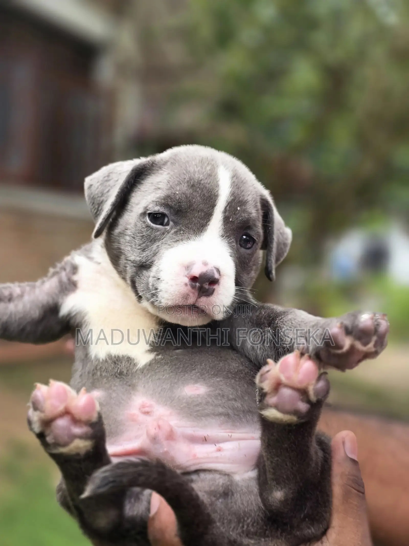 1-3 months Female Purebred American Bully