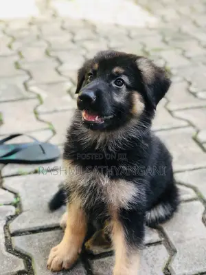 1-3 months Female Purebred German Shepherd