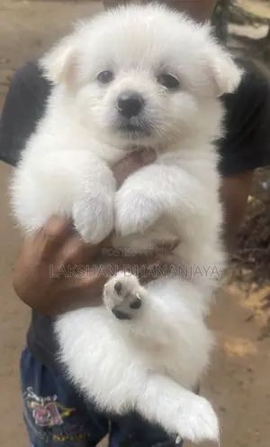 1-3 months Female Purebred Japanese Spitz
