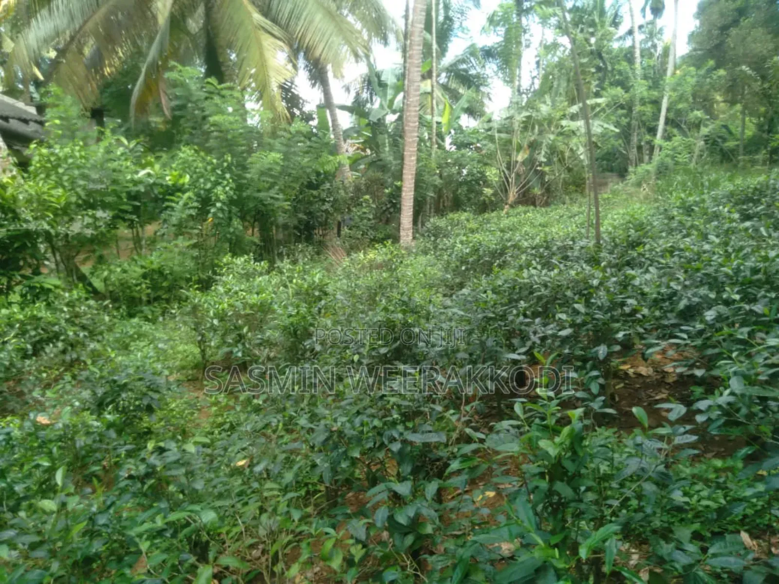 Land for Sale