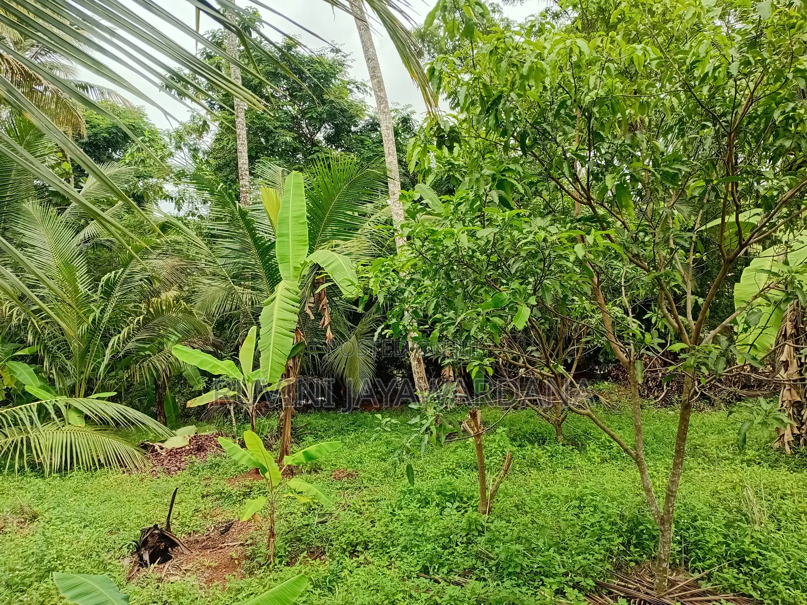 Land for Sale in Kossinna, Ganemulla