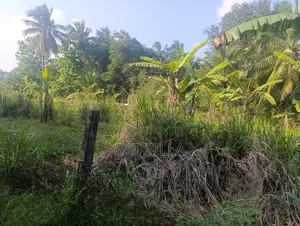 Mixed Used Land