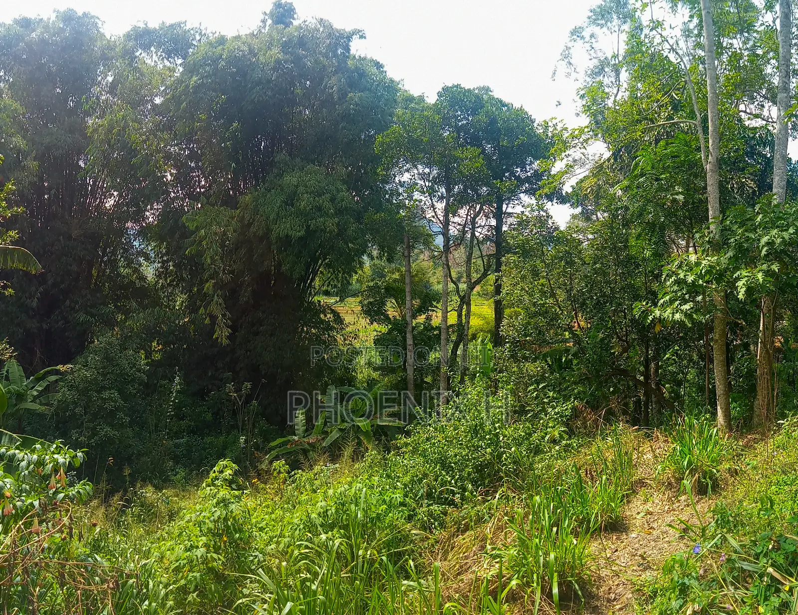 Land for Sale - Boralanda