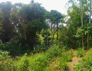 Land for Sale - Boralanda